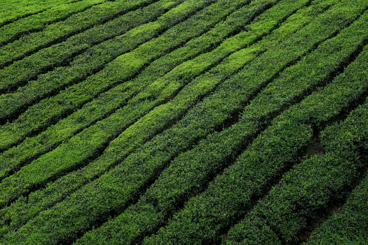 Những luống chè xanh chạy dọc sườn đồi